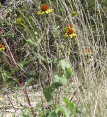 Tetragonotheca texana