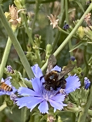 Xylocopa tabaniformis androleuca