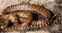 Lampropeltis knoblochi