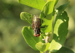 Cochliomyia
