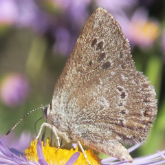 Satyrium semiluna