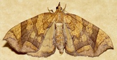 Eulithis gracilineata