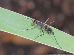 Rainieria antennaepes