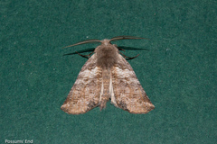 Declana griseata