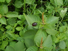 Pachycoris klugii