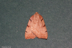 Sestra humeraria