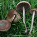 Mower's Mushroom - Photo (c) Damon Tighe, some rights reserved (CC BY-NC), uploaded by Damon Tighe