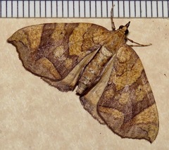 Eulithis gracilineata
