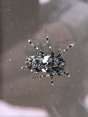 Aegomorphus quadrigibbus