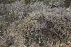 Seriphium cinereum