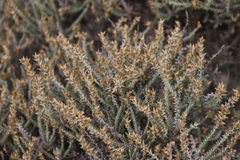 Seriphium cinereum