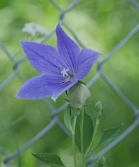 Platycodon