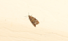 Olethreutes permundana