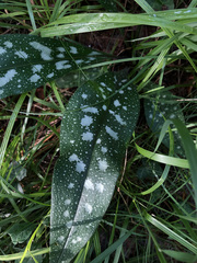 Pulmonaria longifolia