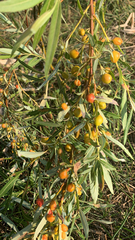 Hippophae rhamnoides