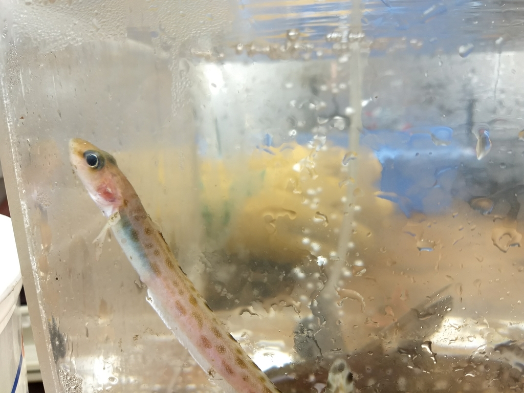 Bearded Eelpout