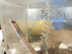 Bearded Eelpout photo 1