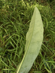 Pulmonaria longifolia