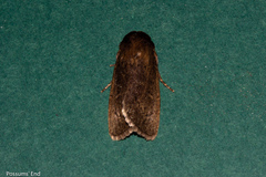 Bityla