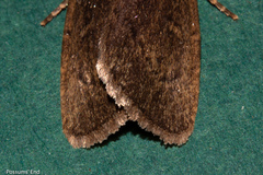 Bityla