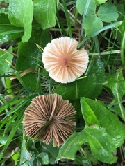 Pseudosperma friabile