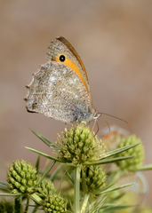 Hyponephele lupinus