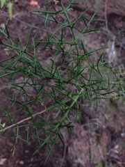 Colletieae