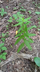 Eupatorium sessilifolium