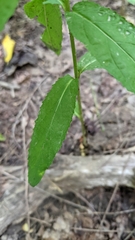 Eupatorium sessilifolium