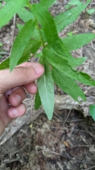 Eupatorium sessilifolium
