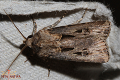 Agrotis spinifera