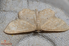 Idaea belemiata