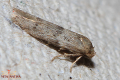 Blastobasis phycidella