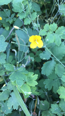 Chelidonium majus
