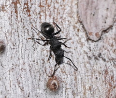 Polyrhachis phryne