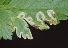 Phytomyza spondylii group