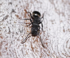 Polyrhachis phryne