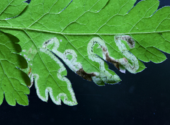 Phytomyza spondylii group