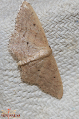 Idaea obsoletaria