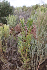 Protea burchellii × laurifolia