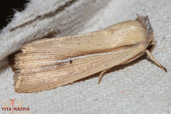 Mythimna prominens