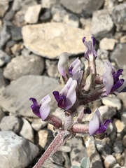 Astragalus tidestromii