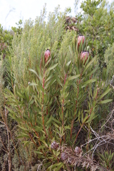 Protea burchellii × laurifolia