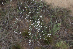 Phylica callosa
