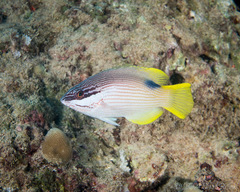 Hawaiian Hogfish photo 2