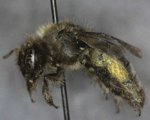 iNaturalist observation photo of Mining Bees