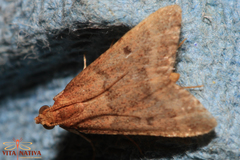 Bostra obsoletalis