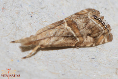 Euchromius cambridgei