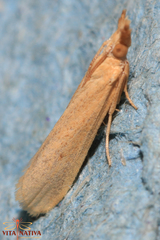 Coenochroa ablutella