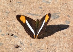 Adelpha thessalia